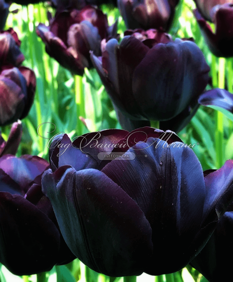 Тюльпан Триумф Чёрный (Tulipa Triumph Black) - Тюльпаны Триумф - Тюльпаны -  Луковичные - Каталог - Kamelia-gardens.ru