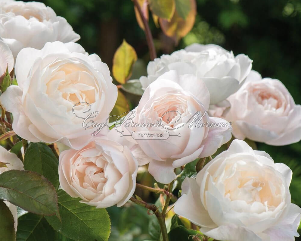 Розы Дездемона с крупными цветками