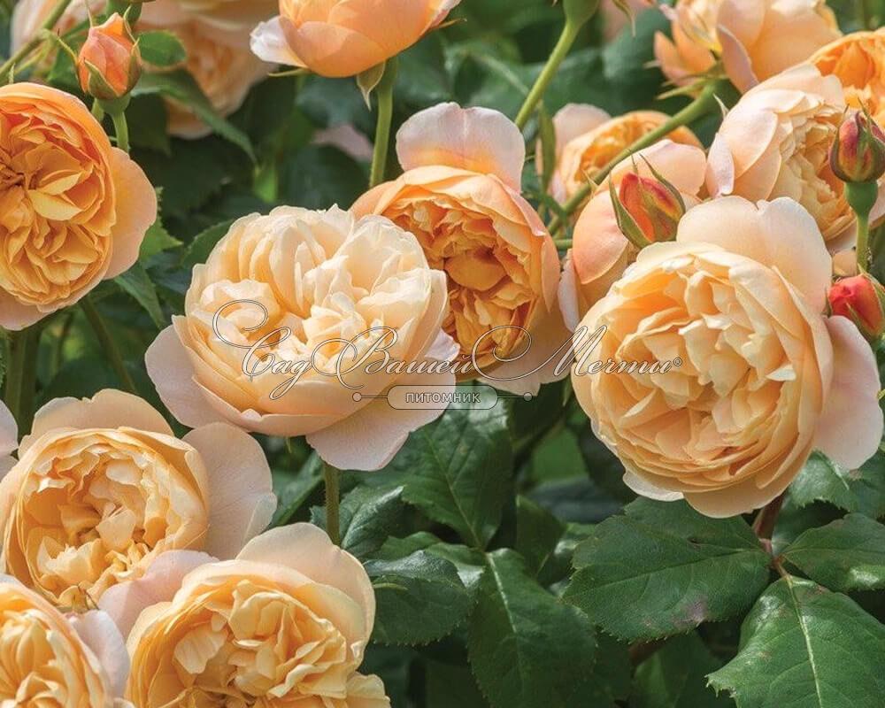 Роза Roald Dahl (Роальд Даль) – купить саженцы роз в питомнике в Москве