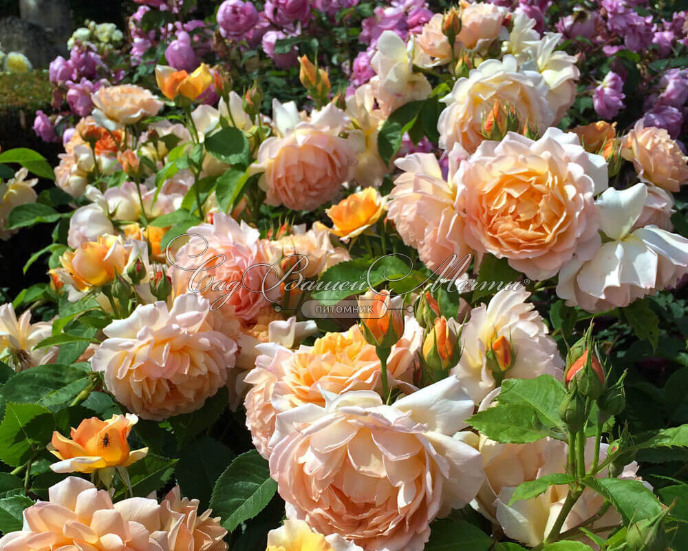 Роза Леди Гарднер: особенности и характеристика сорта, правила посадки, выращивания и ухода, отзывы - все о растении