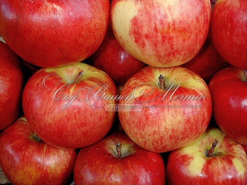 Яблоки Анис Полосатый Фото