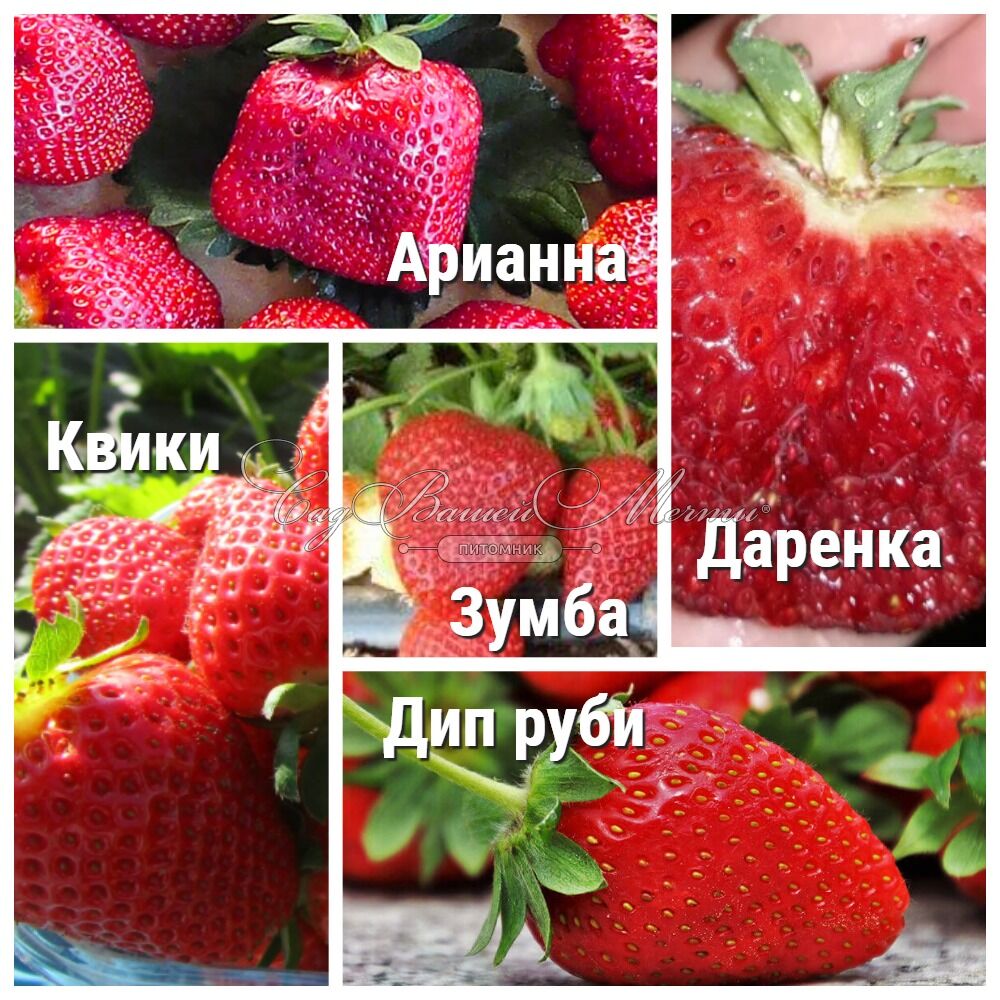 Авито Волгоград Купить Саженцы Клубники Квики