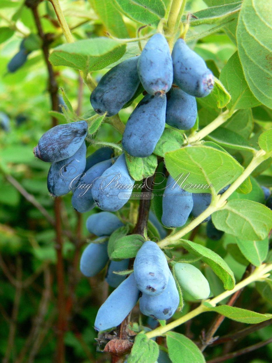 Жимолость Indigo Gem