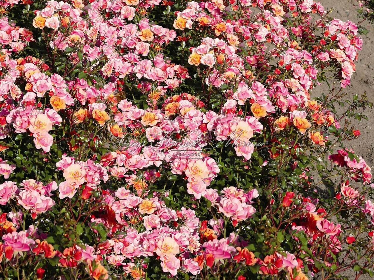 ПОЧВОПОКРОВНЫЕ РОЗЫ. ЦВЕТУЩИЕ КОВРЫ. Tantau / W. Kordes. Groundcover roses. Beau