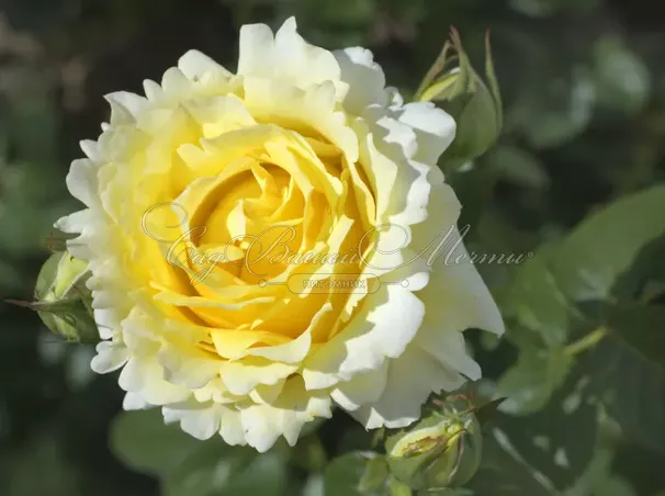 Роза Cyrano de Bergerac (Сирано де Бержерак) — фото 1