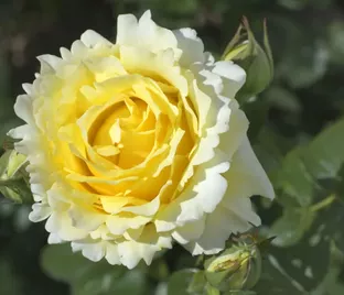 Роза Cyrano de Bergerac (Сирано де Бержерак)