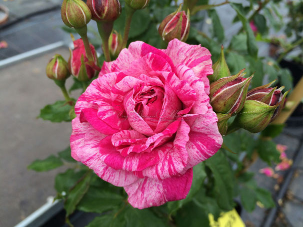 Роза Bright Rose (Брайт Роуз) — фото 1