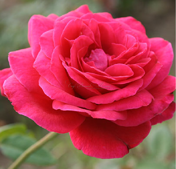 Роза Red Peace (Рэд Пис) — фото 1