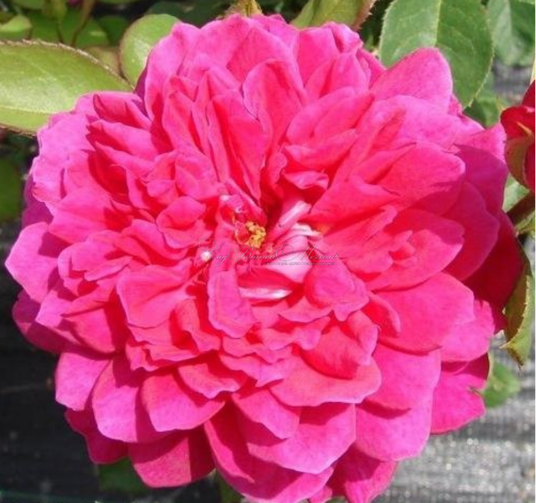 Роза Sophy’s Rose (Софис роуз) — фото 1