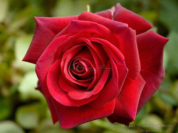 Роза Edith Piaf (Эдит Пиаф) — фото 1