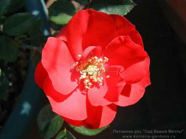 Роза La Sevillana (Ла Севийана) — фото 1