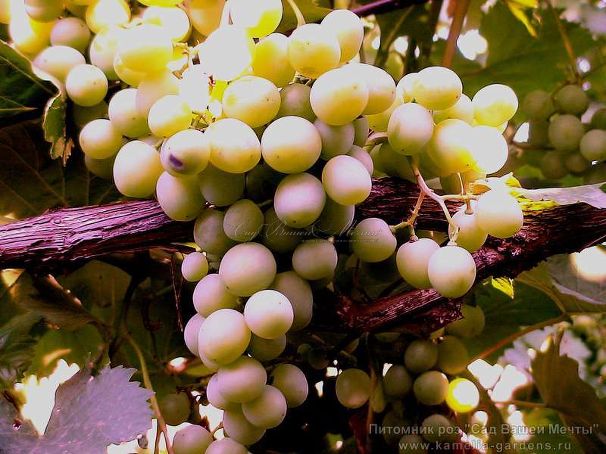 Виноград "Кэй Грей" — фото 1
