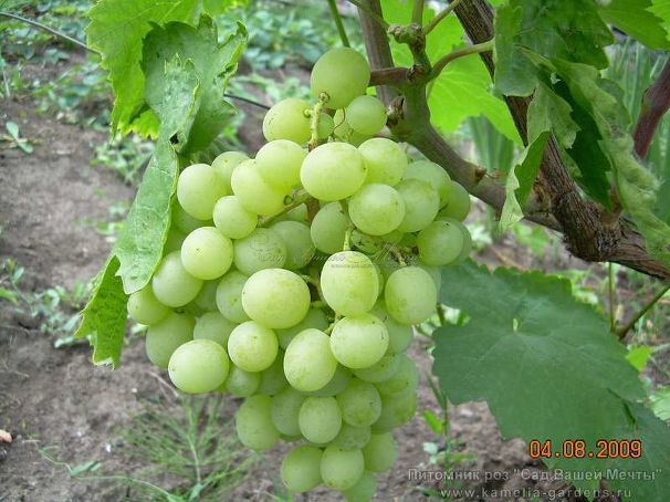 Виноград "Прейри стар" — фото 1