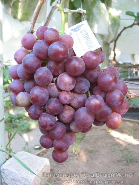 Виноград "Ландо нуар" — фото 1