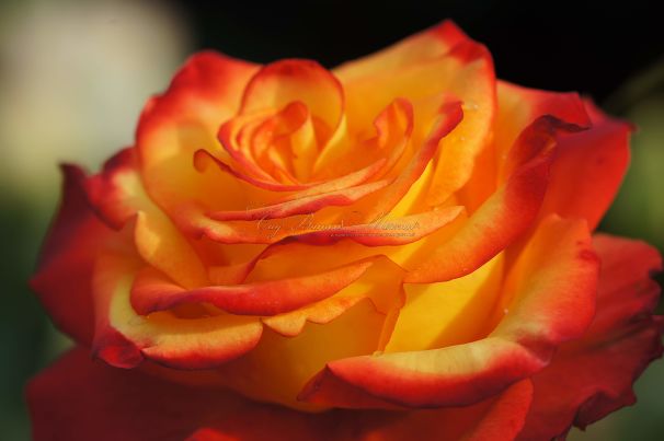 Роза Red Gold (Рэд Голд)  — фото 1