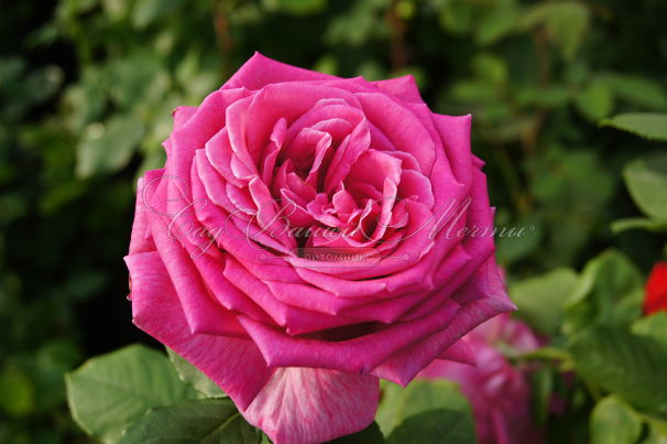 Роза Duftrausch (Дуфтрауш) — фото 1