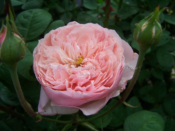 Роза The Alnwick Rose (Алнвик Роуз) — фото 1