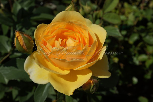 Роза Golden Celebration (Голден Селебрейшн) — фото 1