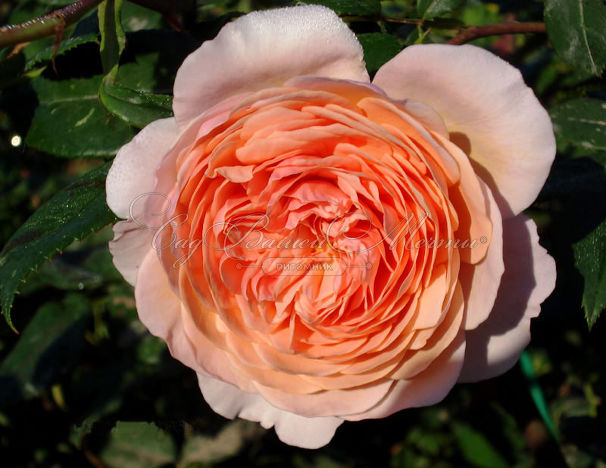Роза William Morris (Уильям Моррис) — фото 1
