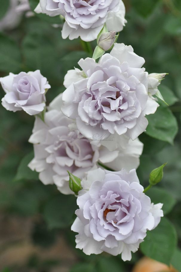 Роза Misty purple (Мисти перпл) — фото 1