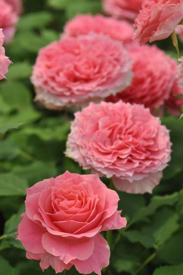 Роза Rose Corona (Роуз Корона) — фото 1