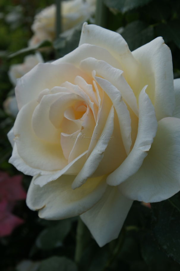 Роза Schneewalzer (Шнеевальцер) — фото 1
