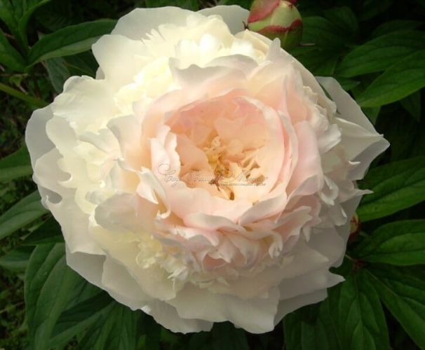 Пион травянистый Роз Мари (Rose Marie) — фото 1