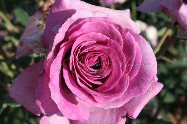 Роза Violette Parfume (Вайолет Парфюм) — фото 1
