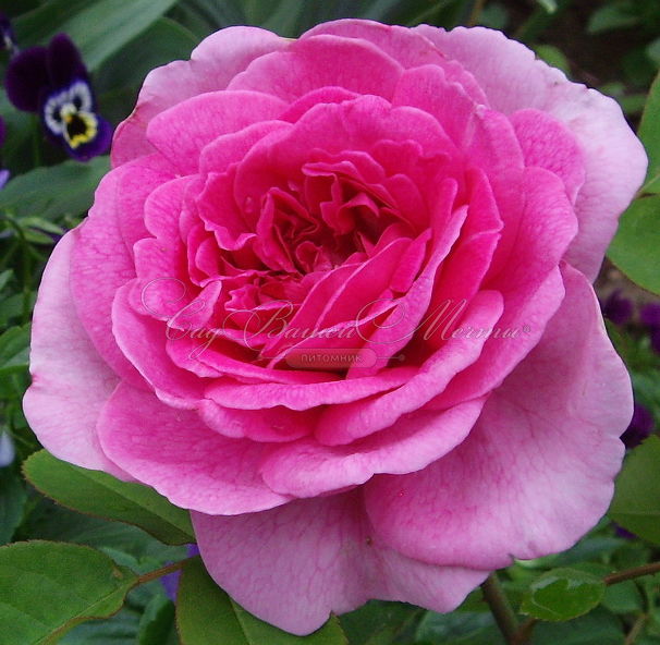 Роза Gertrude Jekyll (Гертруда Джекил) — фото 1