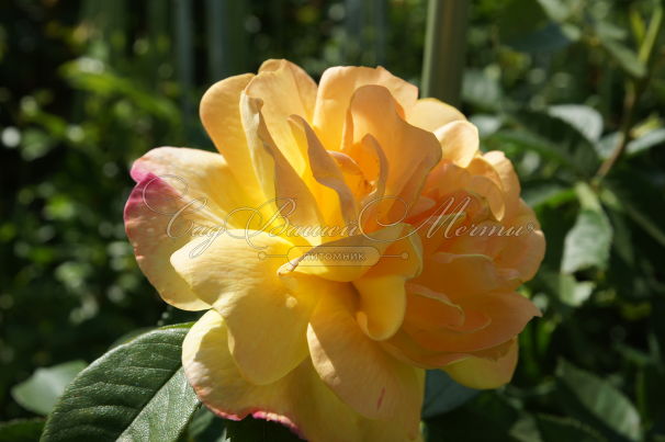 Роза Golden Showers (Голден Шауэрс) — фото 1