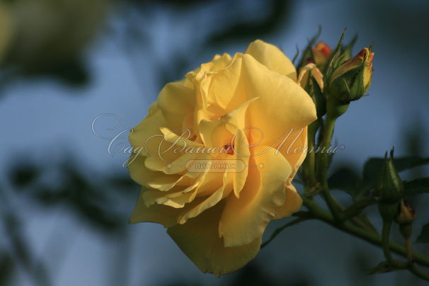 Роза Goldener Olymp (Голденер Олимп) — фото 1
