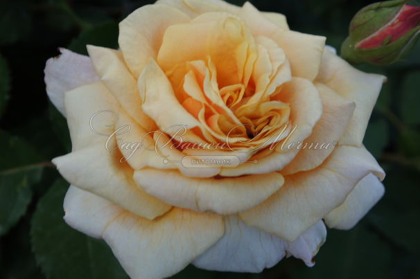 Роза Caramella (Карамелла) — фото 1