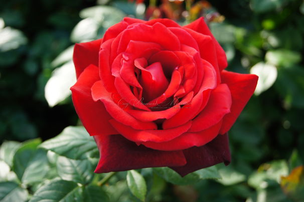 Роза Red Queen (Ред Куин)  — фото 1