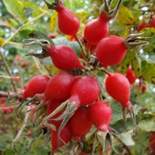 Шиповник плодовый "Яблочный" — фото 1