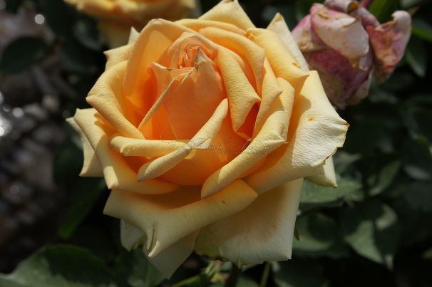 Роза Azafran (Азафран) — фото 1