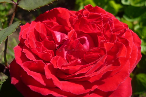 Роза Botero (Ботеро)  — фото 1