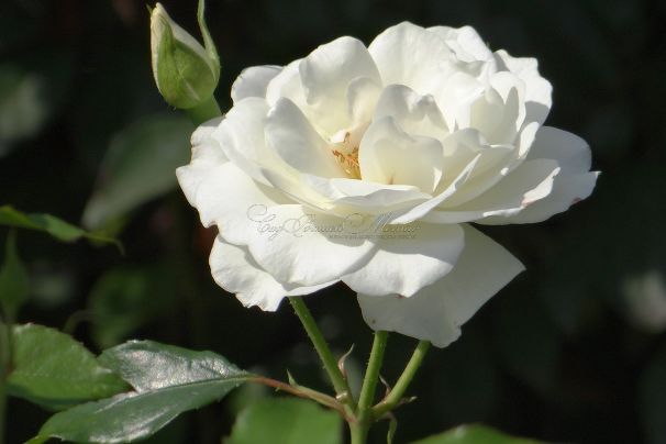 Роза Schneewittchen (Шниевитхен) — фото 1