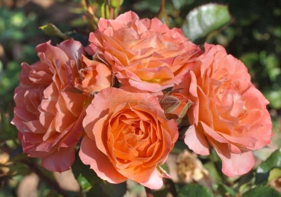 Роза Colibri Meillandina (Колибри Мейландина) — фото 1