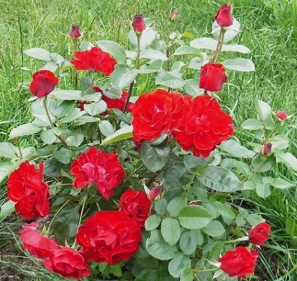 Роза Crimson Meidiland (Кримсон Мейдиланд) — фото 1