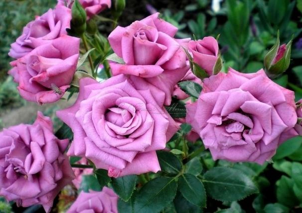Роза Lavender Meillandina (Лавендер Мейландина) — фото 1
