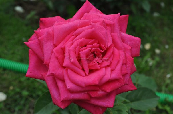 Роза Lolita Lempicka (Лолита Лемпика) — фото 1
