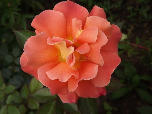 Роза Metanoia (Метанойя) — фото 1