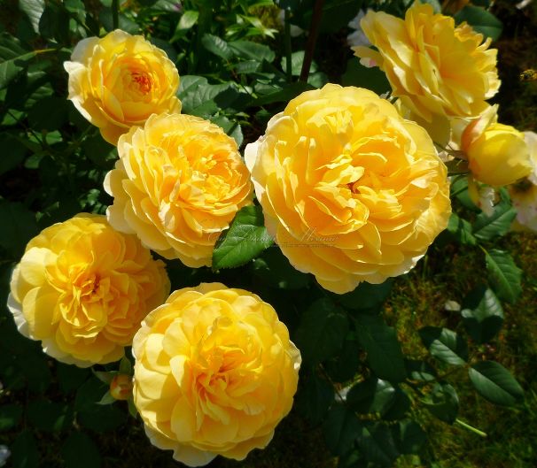 Роза Molineux (Молинью) — фото 1