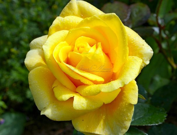 Роза Papillon (Папилон) — фото 1