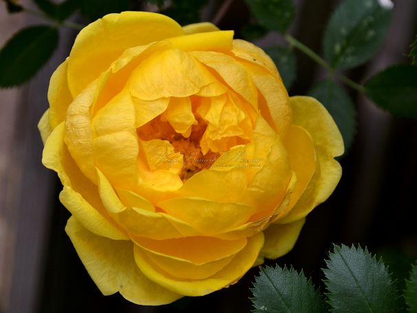 Роза Persian Yellow (Персиан Йеллоу) — фото 1