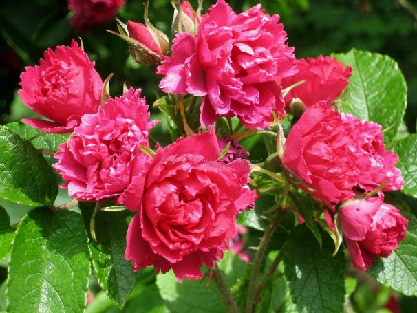 Роза Pink Grootendorst (Пинк Грутендорст) — фото 1