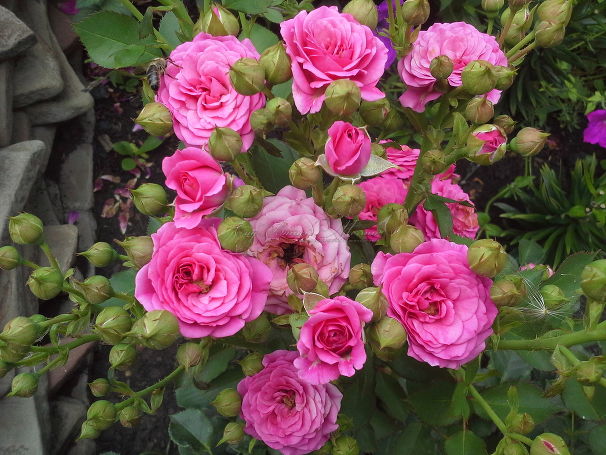Роза Pink Kenya (Пинк Кения) — фото 1