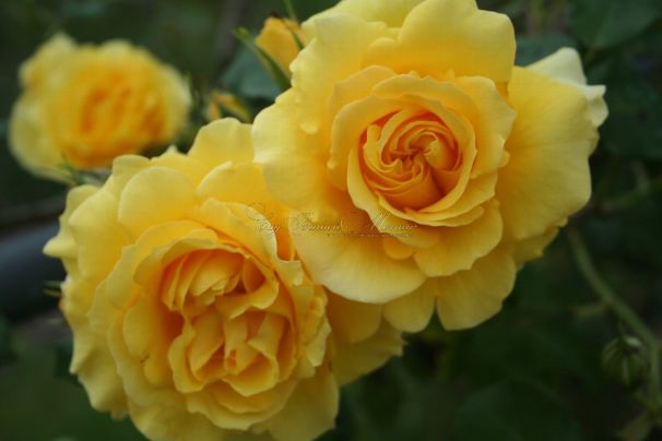 Роза Rimosa (Римоза) — фото 1