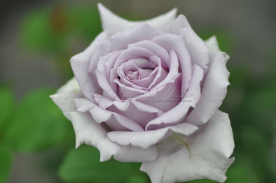 Роза Blue Vague (Блю Вэйг) — фото 1