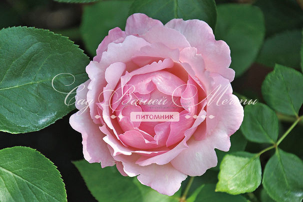 Роза Fragrance of Fragrances (Фрэгранс оф Фрэгрансис) — фото 1